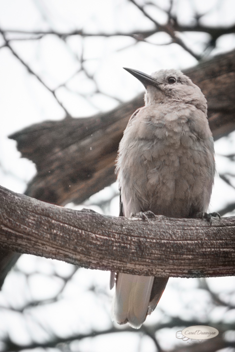 clarks's nutcracker, birds, rocky mountain national park, images, photography, mountains, carol dunnigan photography-102