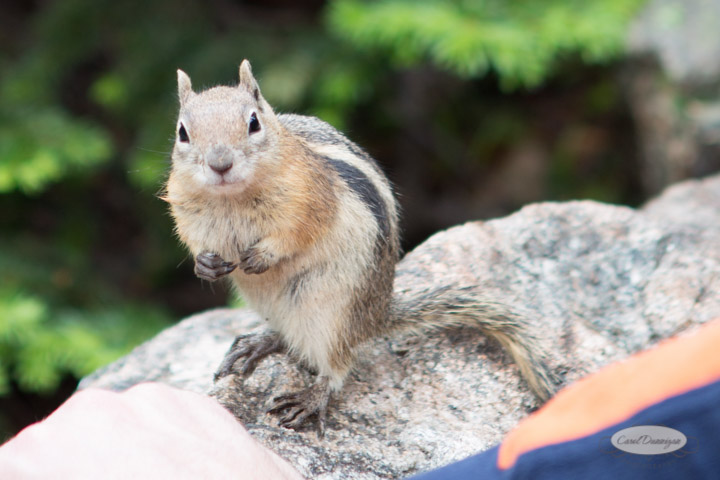 rocky mountain national park, images, photography, mountains, carol dunnigan photography-113