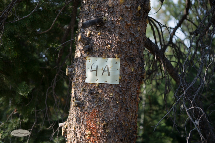 114A4787