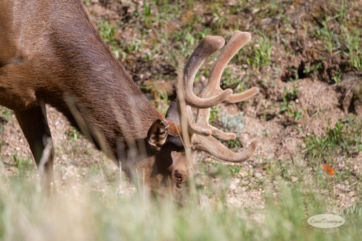 rocky mountain national park, trail ridge road, images, photography, mountains, carol dunnigan photography-45