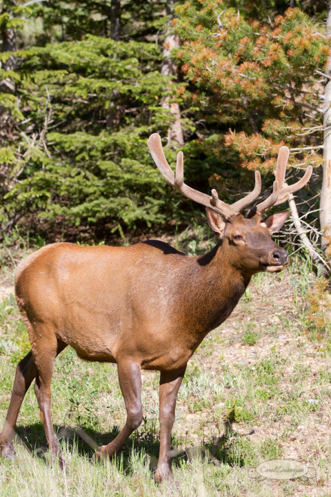 rocky mountain national park, trail ridge road, images, photography, mountains, carol dunnigan photography-41