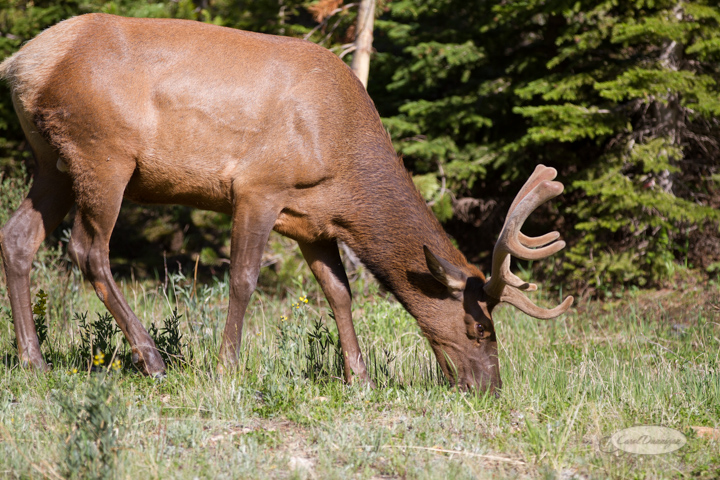 rocky mountain national park, trail ridge road, images, photography, mountains, carol dunnigan photography-34