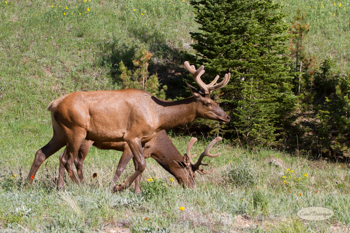 rocky mountain national park, trail ridge road, images, photography, mountains, carol dunnigan photography-33