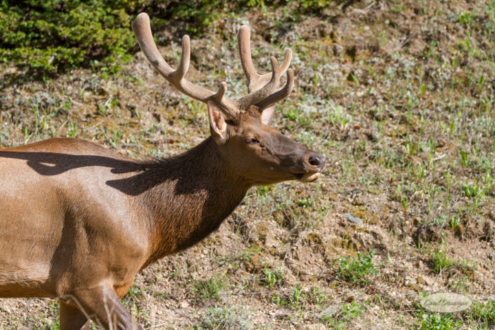 rocky mountain national park, trail ridge road, images, photography, mountains, carol dunnigan photography-46