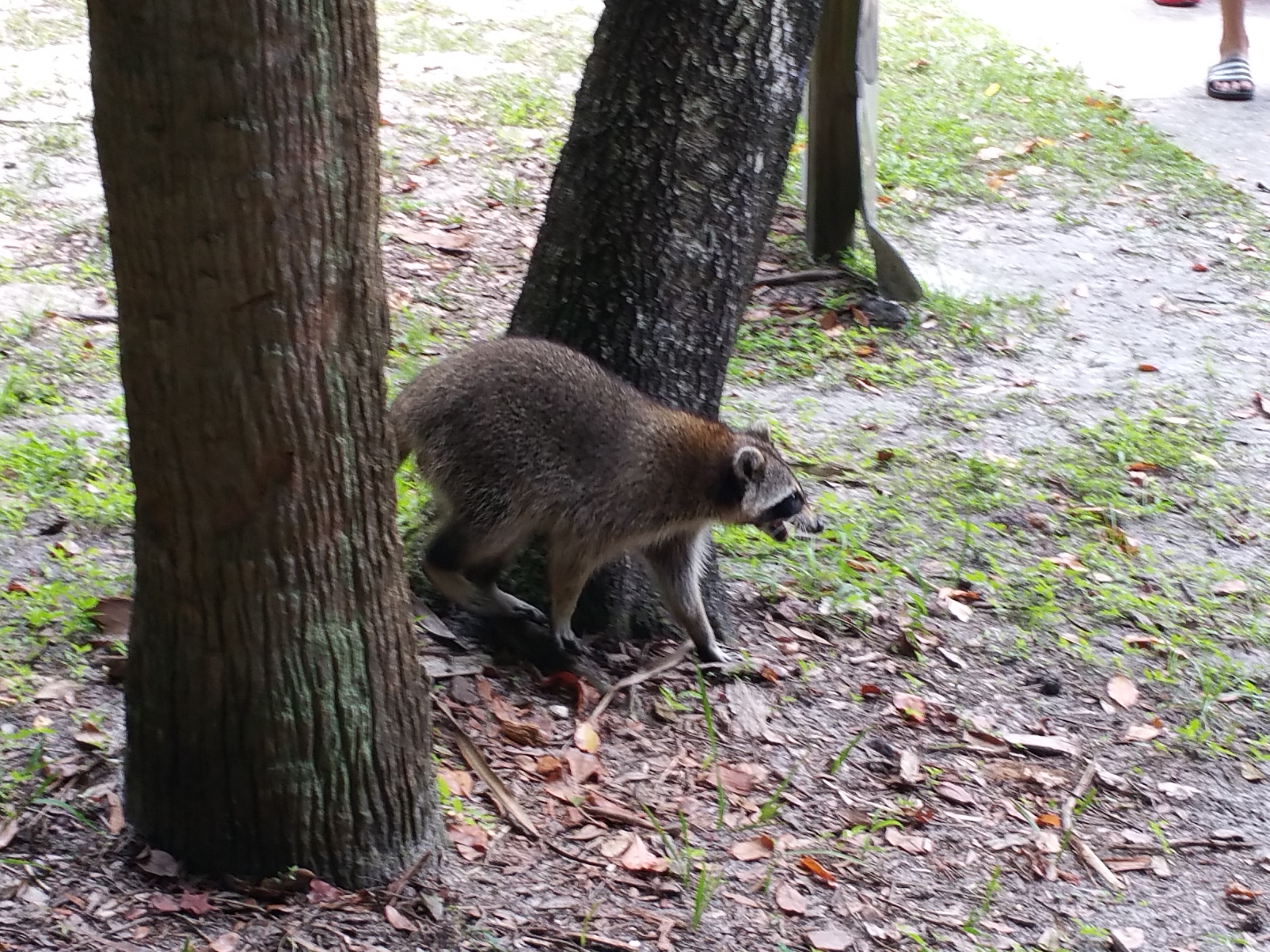 rock springs, Apopka, florida, springs, swimming, nature, picnic, Kelly park
