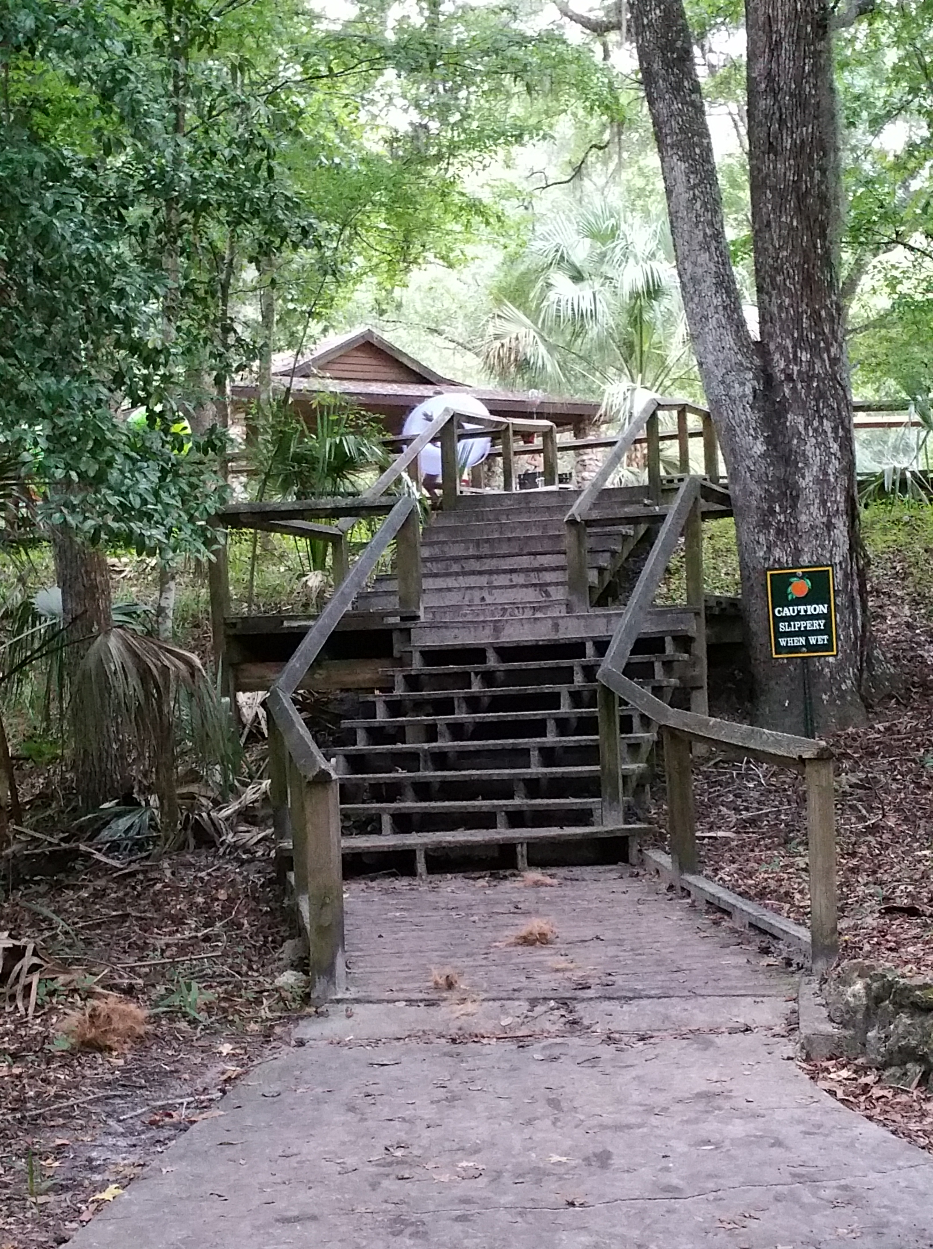 rock springs, Apopka, florida, springs, swimming, nature, picnic, Kelly park