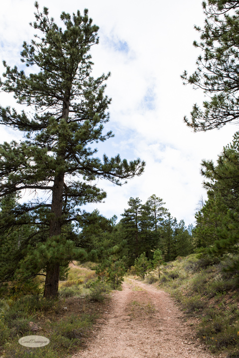 roosevelt national forest, offroading, offroad, red feather lakes, images, photography, nature, colorado, streams, forest, foothills, mountains-11
