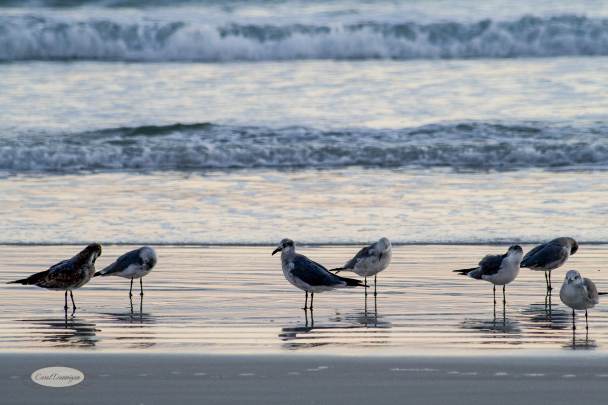 Several birds on Daytona Beach with the waves in the background. The photographer is at a low angle.