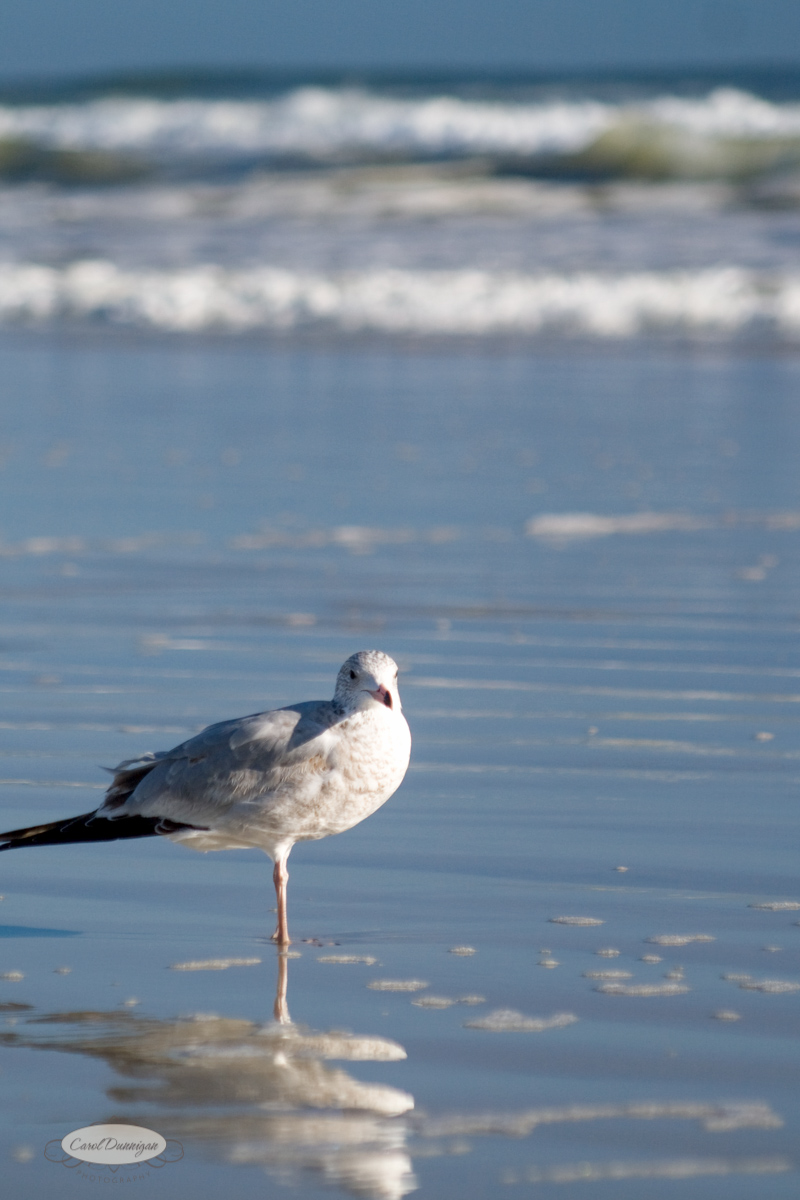 A seagul on the beach, with the waves in the background.