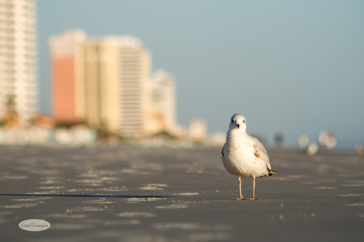 A seagull is standing on Daytona Beach in Florida, looking at the photographer who is laying on the beach to take the picture. In the background are buidings.