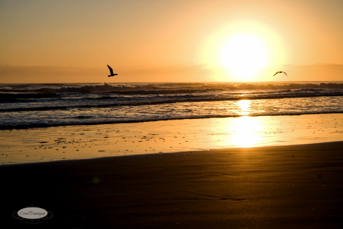 A sunrise view on Daytona Beach, in Florida. There is a lone bird flying in the sky, and everything is a warm yellow. The ocean and beach are shown in the picture.