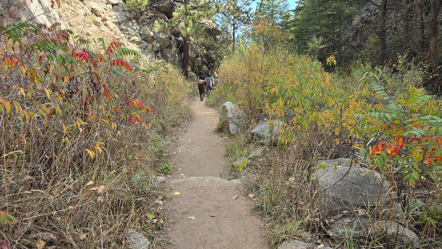 Anne U. White Trail winding through shrubs and pine trees in Boulder, Colorado