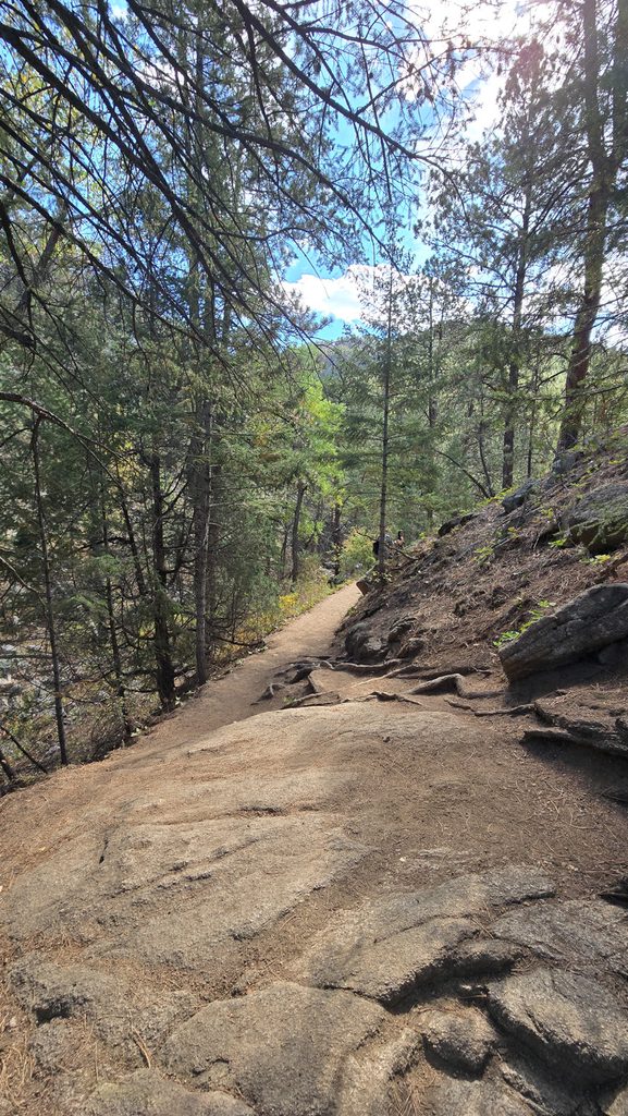 Rocky hiking trail beneath pine trees on the Anne U. White Trail