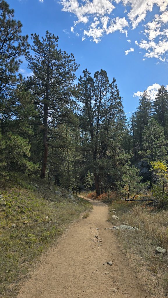 Pine forest and hiking trail at the Anne U. White Trail in Boulder
