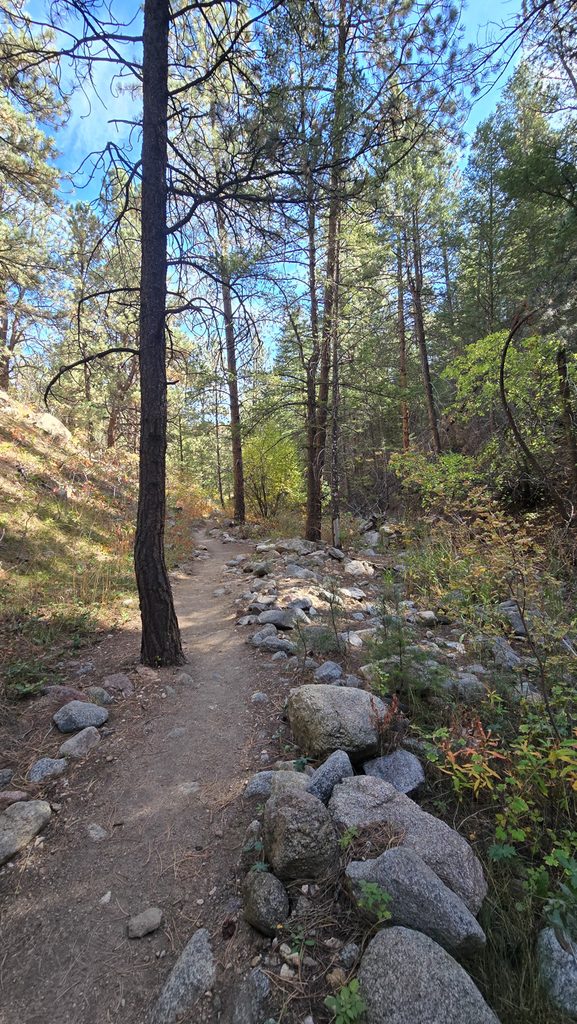 Rocky section of the Anne U. White Trail winding through pine trees