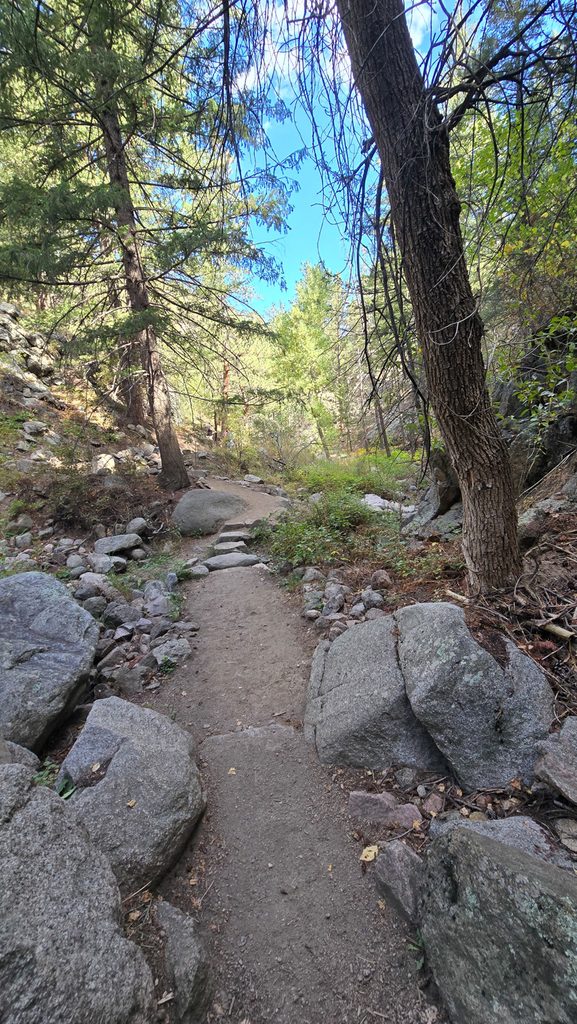 Rocky section of the Anne U. White Trail surrounded by pine trees